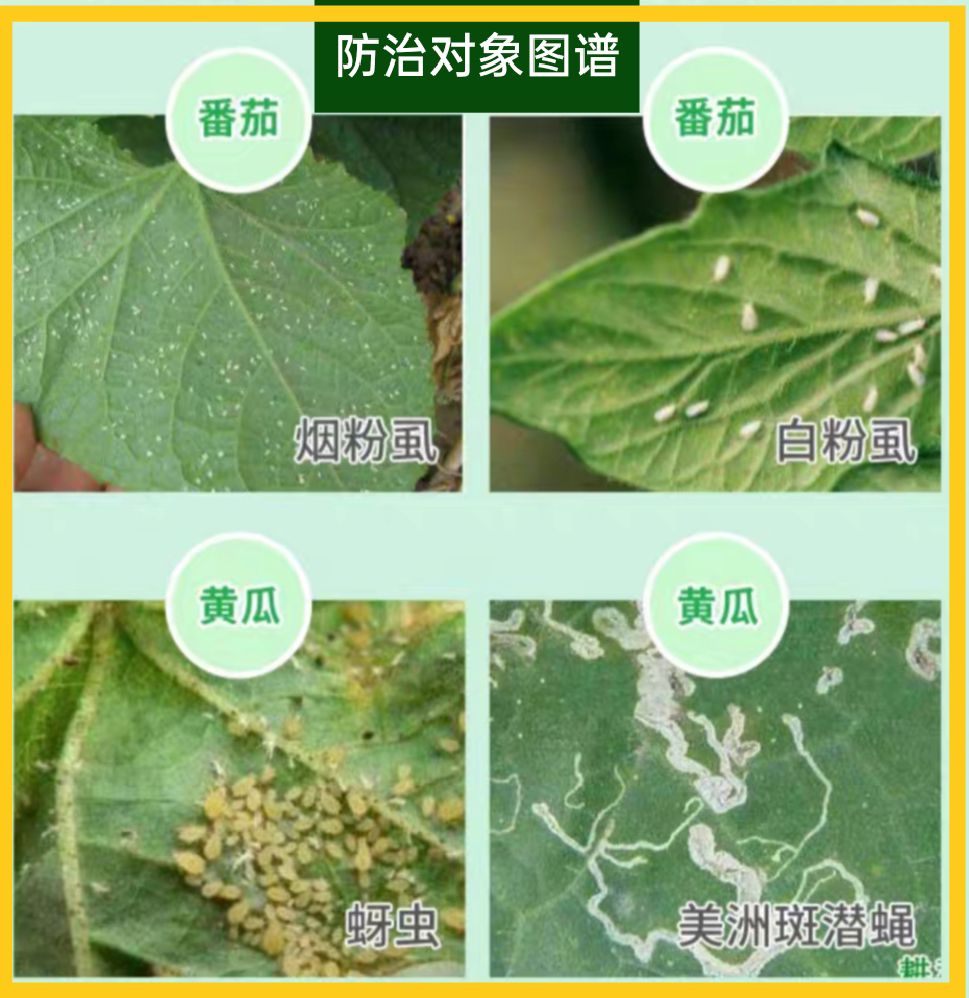 溴氰虫酰胺  倍内威—蓟马，跳甲，蚜虫，菜青虫，斑潜蝇