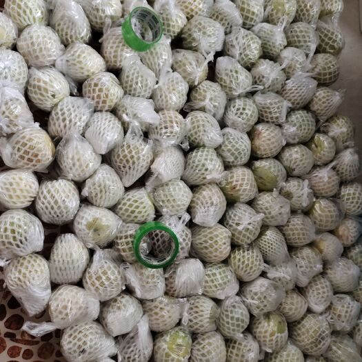 漳浦县番石榴 粉红心芭乐～新品种～肉多籽少甜脆～