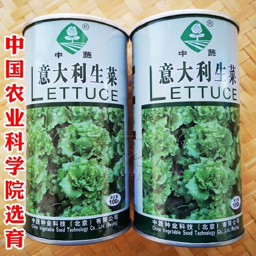 沭阳县 意大利生菜种子中国农科院蔬菜种孑种籽半结球耐寒耐抽苔四季春秋