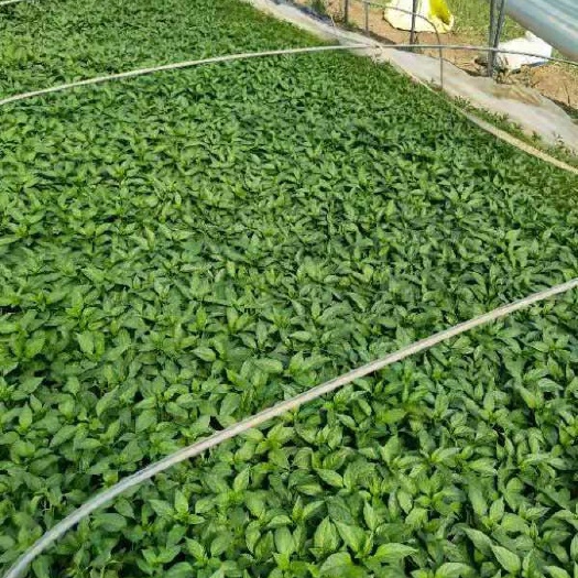 沭阳县羊角椒苗 8～10片真叶