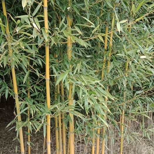 沭阳县金镶玉竹苗