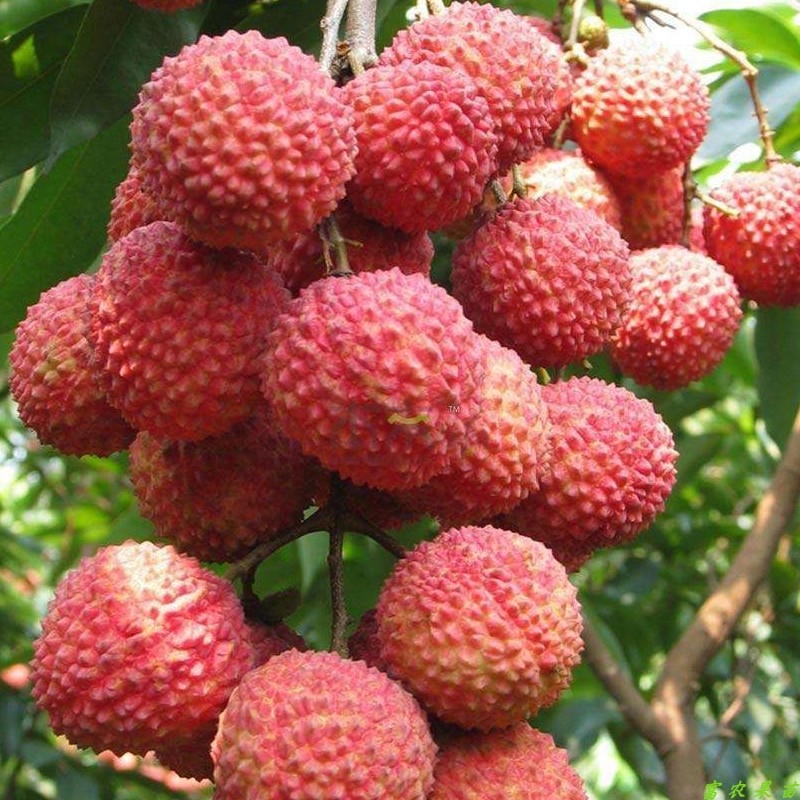 桂味荔枝苗  桂味荔枝嫁接苗  妃子笑嫁接苗带土球带叶发货