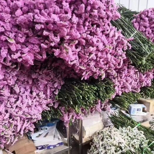 成都满天星干花 云南鲜花