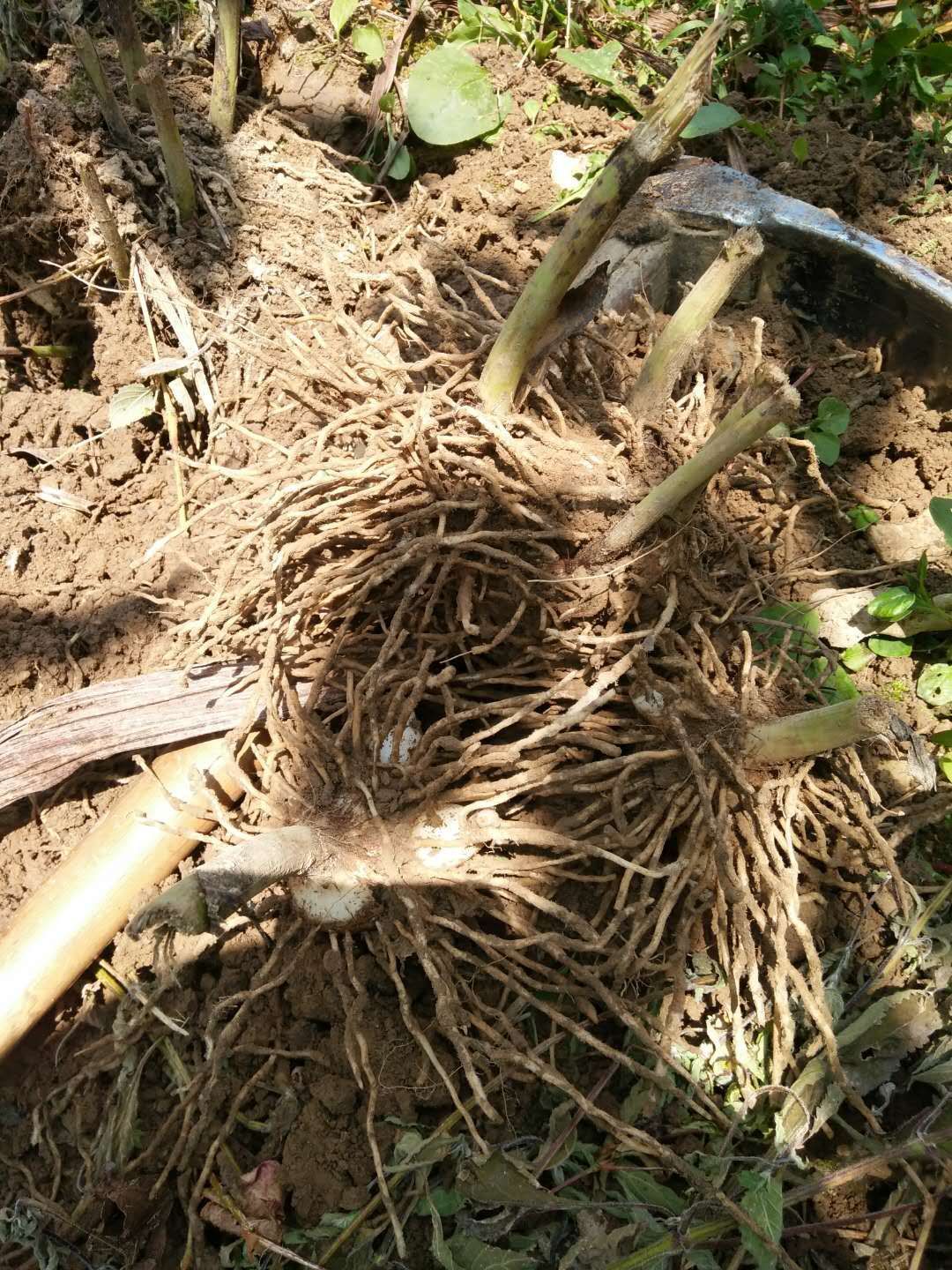 白及  三叉紫花白芨，五年，干货100/斤，湿货20一斤