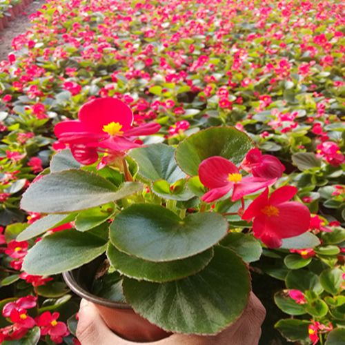 四季海棠花四季开花植物带花苞发货花期长阳台 美