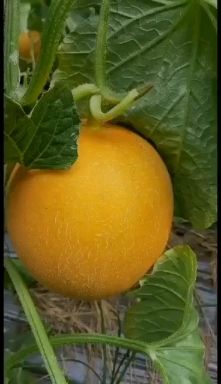  久红瑞黄河蜜香瓜