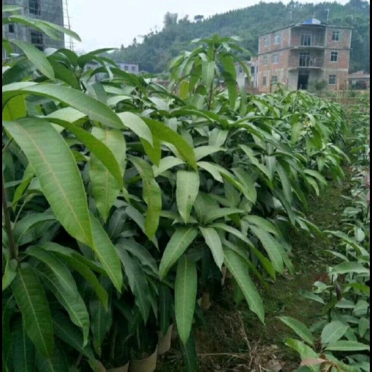 灵山县贵妃芒果苗  贵妃芒果  粉红色的表皮  黄色的果肉   口感清甜