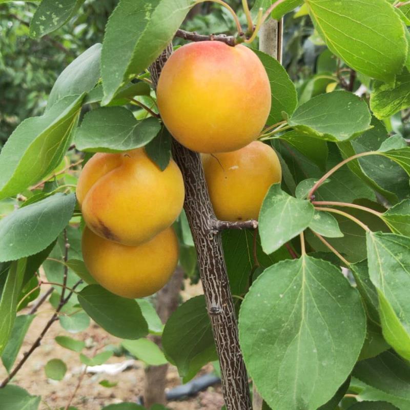 杏树苗 嫁接杏树苗 产量高 基地直销品种齐全 巨型黄杏