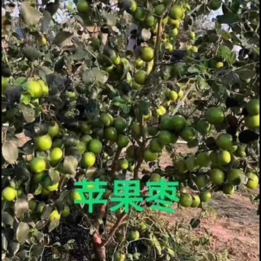 灵山县青枣苗 青枣苹果苗