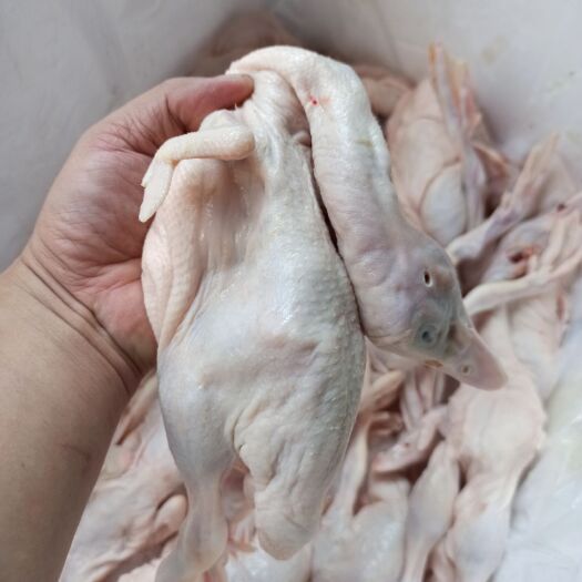 广州BB鸭乳鸭 一只9两至一斤 价格实惠质量好每天新