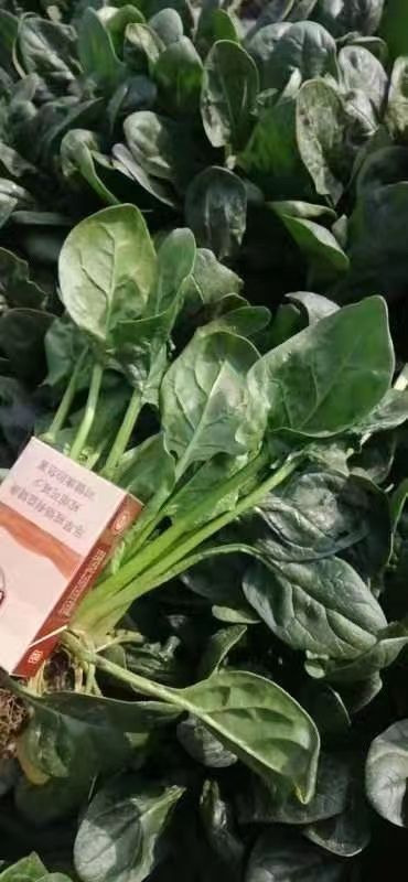 菠菜，大叶菠菜，种植面积大，质量不错，叶绿