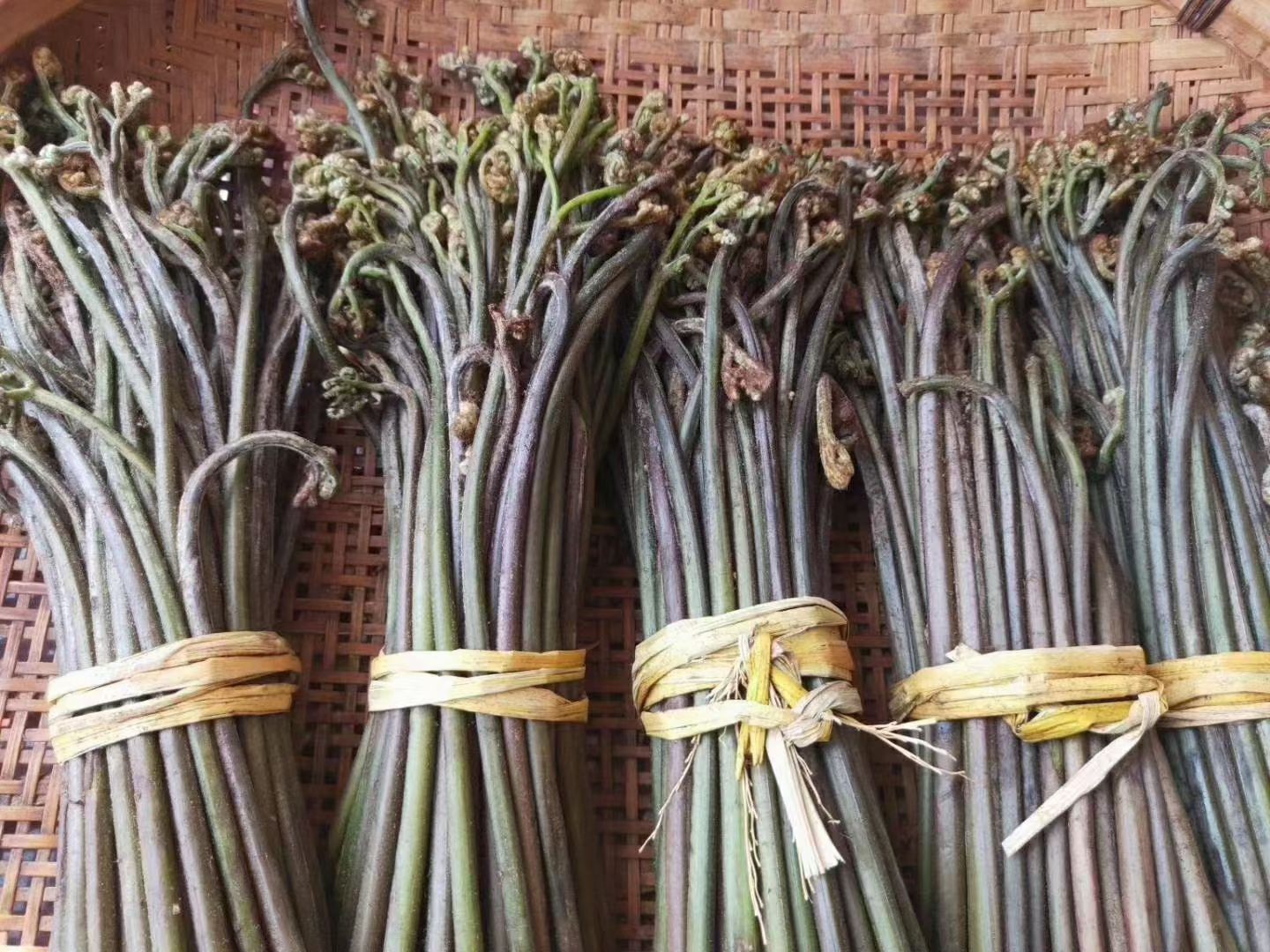  湖南怀化沅陵野生蕨菜，三斤包邮