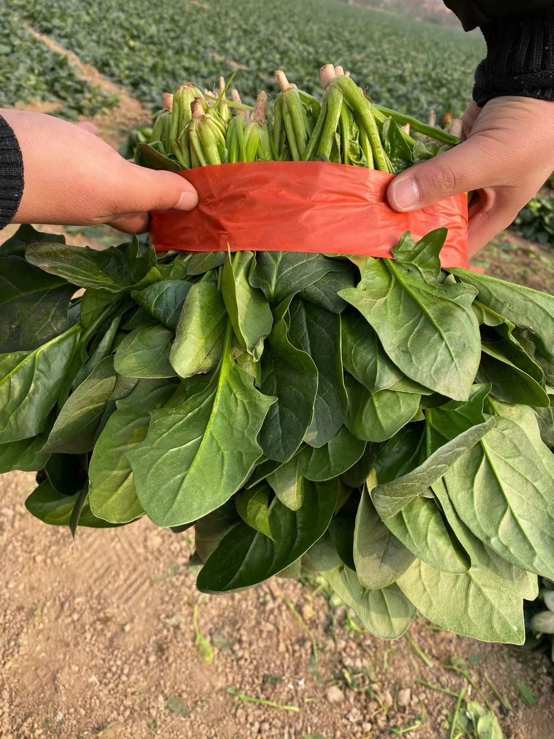 菠菜，大叶菠菜，种植面积大，质量不错，叶绿