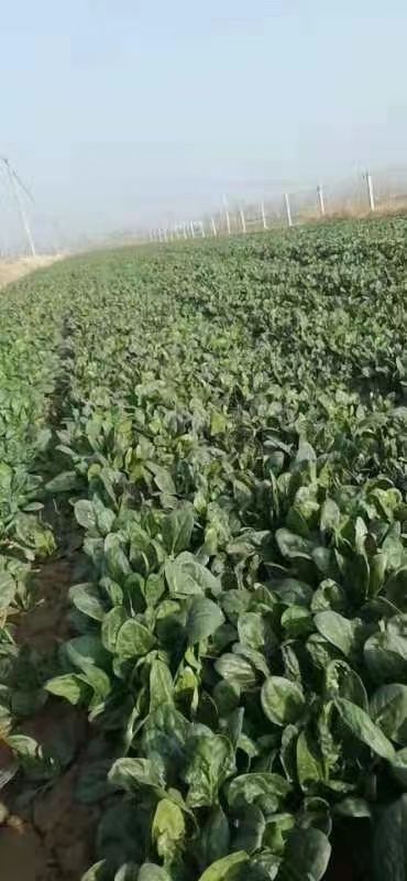 菠菜，大叶菠菜，种植面积大，质量不错，叶绿