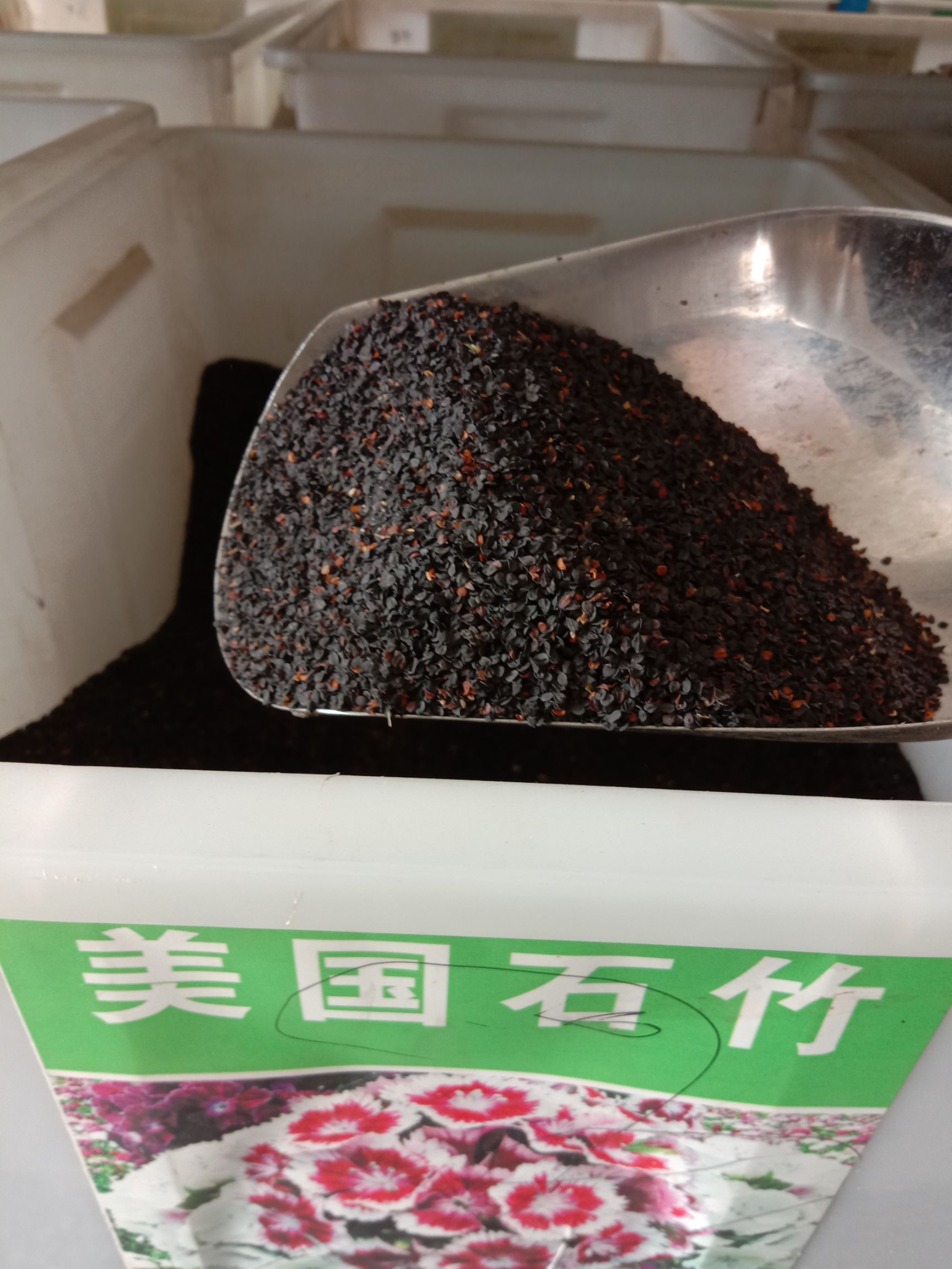 美国石竹种子 长夏石竹 五彩石竹，易活混色欧石竹庭院 混色