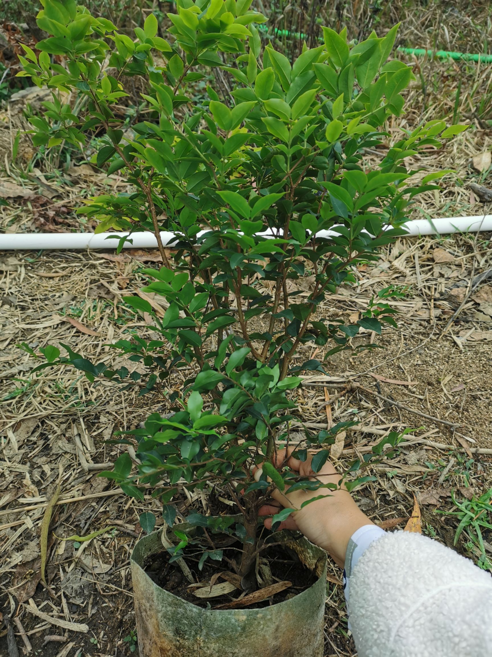 嘉宝果苗 沙巴嘉宝果苗 四季早生嘉宝果苗 带土发货