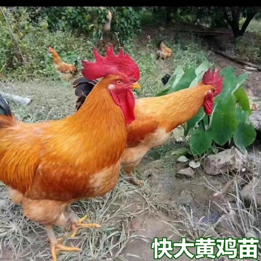 南宁快大黄鸡苗  快大黄鸡，成活高，包打预苗