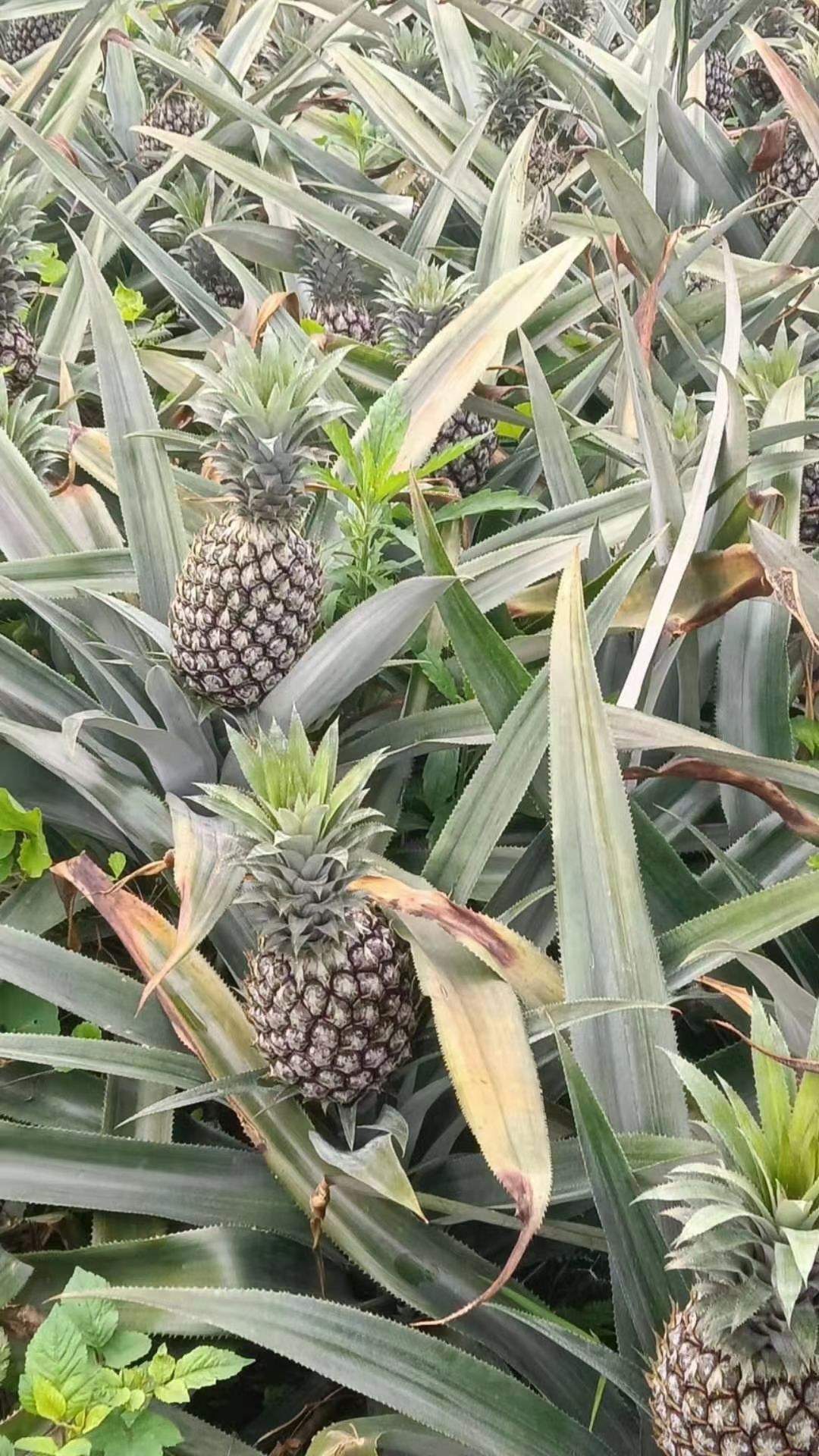  香水菠萝