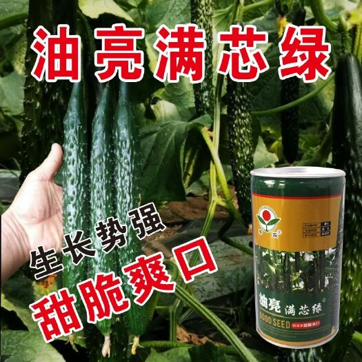 沭阳县油亮满芯绿黄瓜种籽基地黄瓜种子油亮型绿肉抗病高产顺直蔬菜种孑