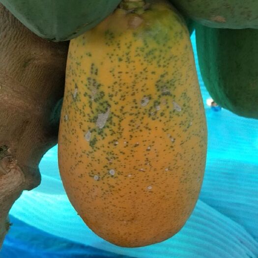 广州大白木瓜 水果木瓜红肉