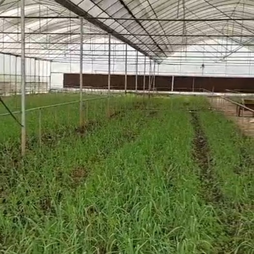 德江县红根蒜苗  大蒜苗