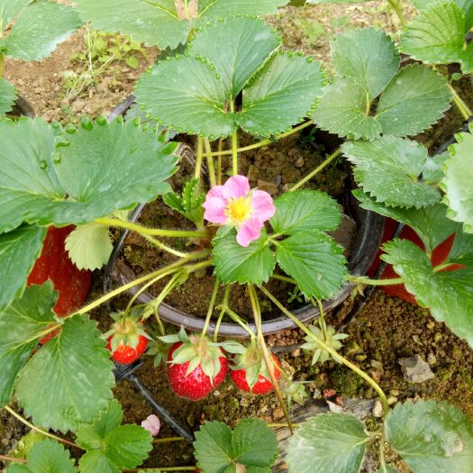 阳朔县粉色花草莓苗，红宝石草莓盆栽苗，粉红女郎，批发零售，一件代发