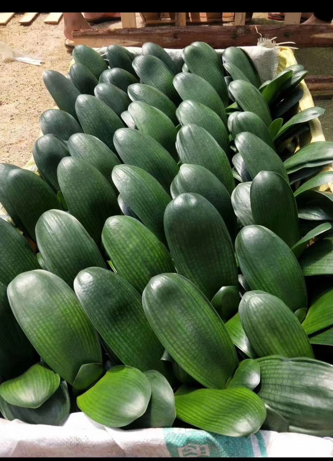 君子兰盆栽  君子兰 鞍山串 大元宝10到12叶之间