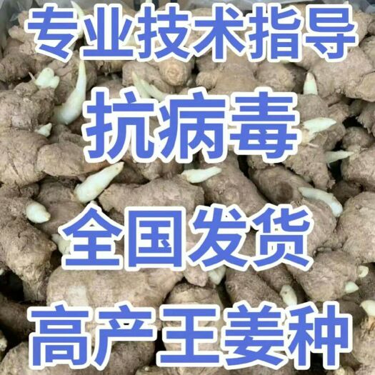 368高产王姜种大量供应 亩产过万 专业技术指导 全国发货