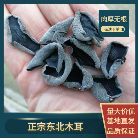海林市东北秋木耳小碗耳精品黑山