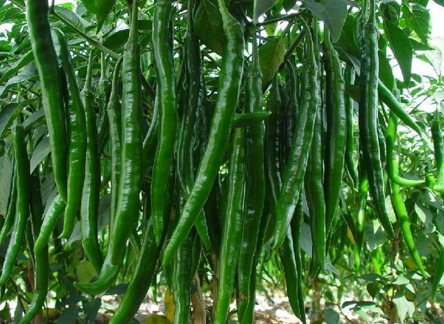 钦州 货源地供应蔬菜青辣椒，线椒，8号辣椒，螺丝椒