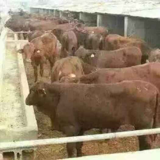 定襄县肉牛 西门塔尔   利木赞   夏洛莱