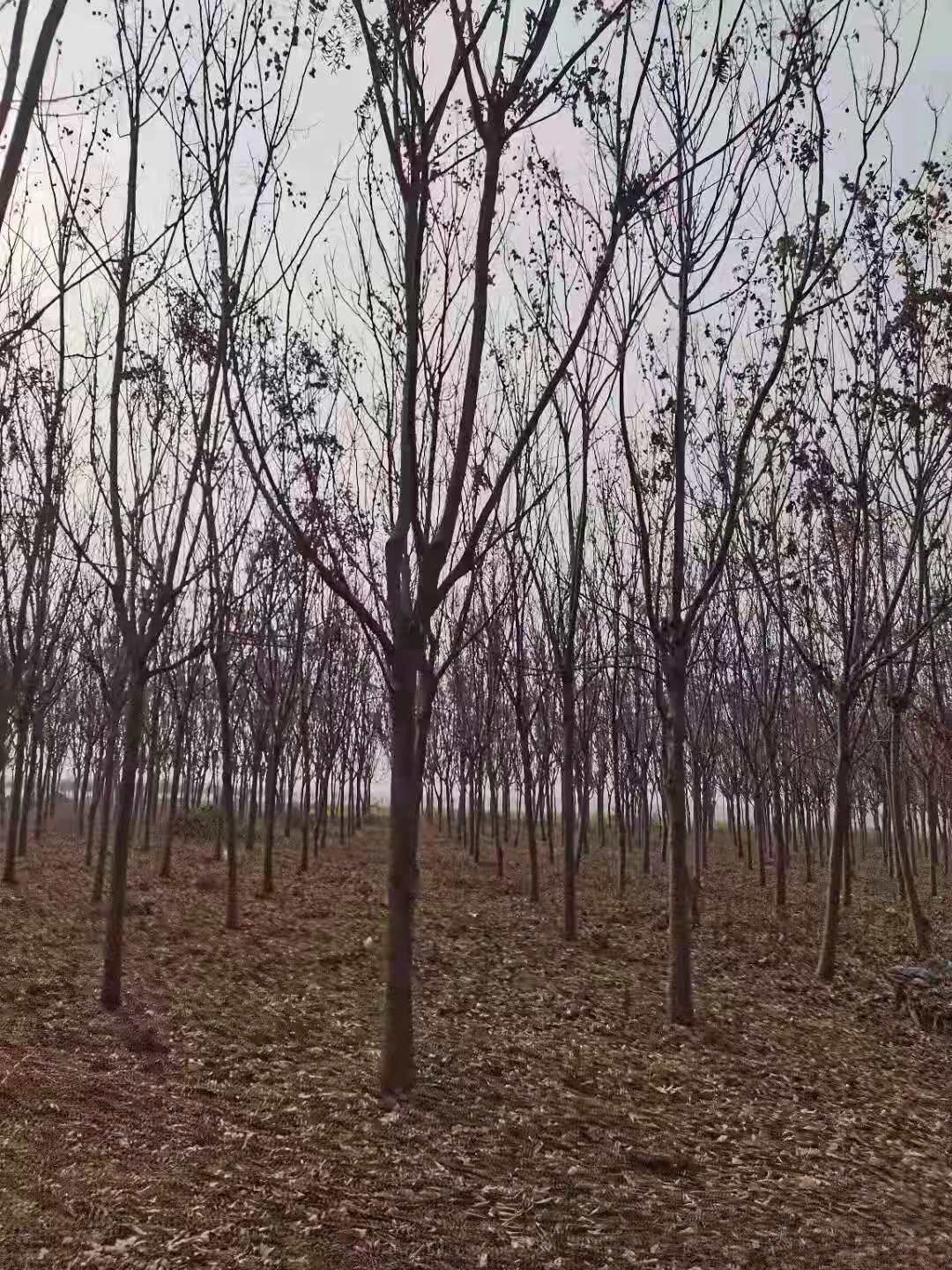 栾树 