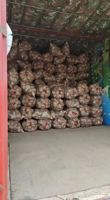 黄心土豆  山西忻州河曲，黄土高原产地土豆销售中