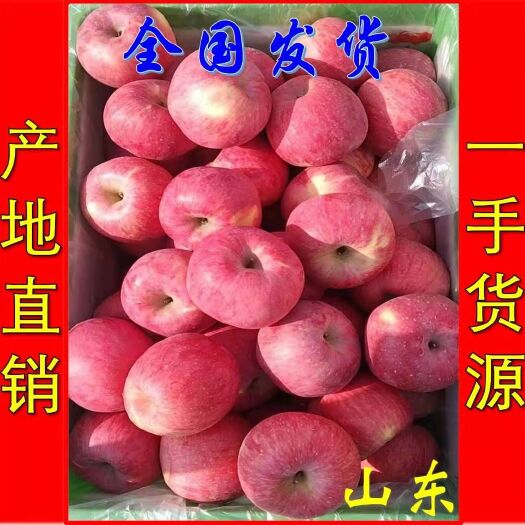 莒县【红富士】山东精品红富士苹果大量供应产地批发价格便宜