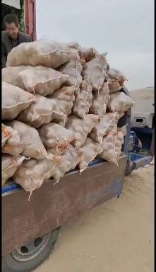 黄心土豆  山西忻州河曲，黄土高原产地土豆销售中