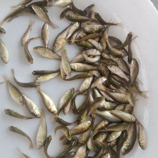 广州优质鲤鱼苗，支持空运，汽运