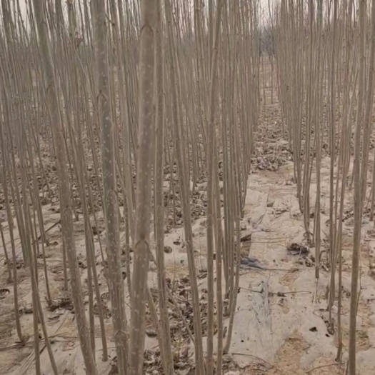 泊头市河北杨 107杨树苗，碧玉杨树苗
