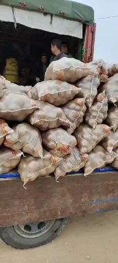 黄心土豆  山西忻州河曲，黄土高原产地土豆销售中