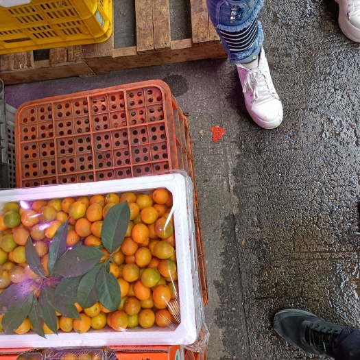 全州县脆皮金桔  中果‘