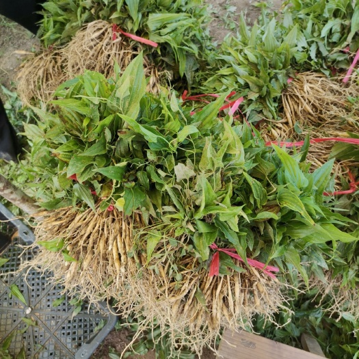 桂林百部苗  对叶大百部种苗  提供种植技术 回收