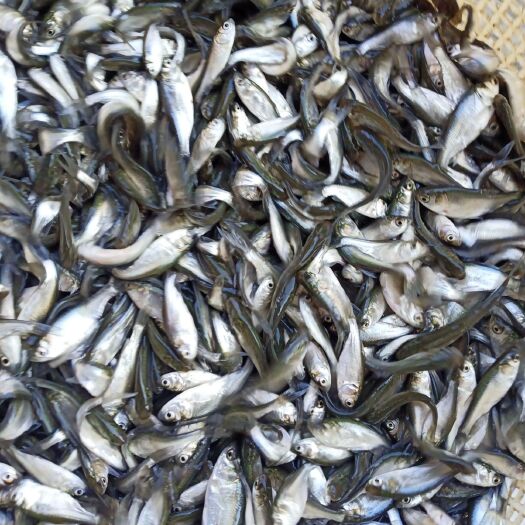 博罗县鳊鱼苗  鲫鱼，沙边鱼
