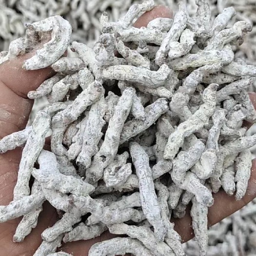白僵蚕 天虫 姜蚕 僵蚕 中药材批发零售姜蚕  清水僵蚕