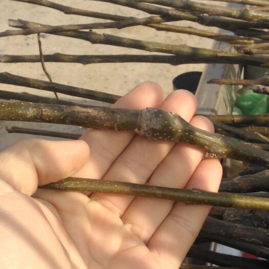 砀山县秋月梨树苗 1公分以上秋月梨苗，死苗包赔，保证品种