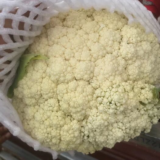 三原县陕西松花菜，正在上市中，个头二到三斤，松散