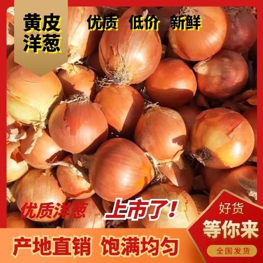 石家庄黄皮洋葱  黄葱金科七号