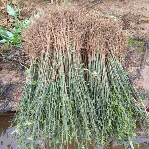阳朔县枳壳苗 积壳小苗，积壳当年苗，嫁接有积壳苗18到25公分
