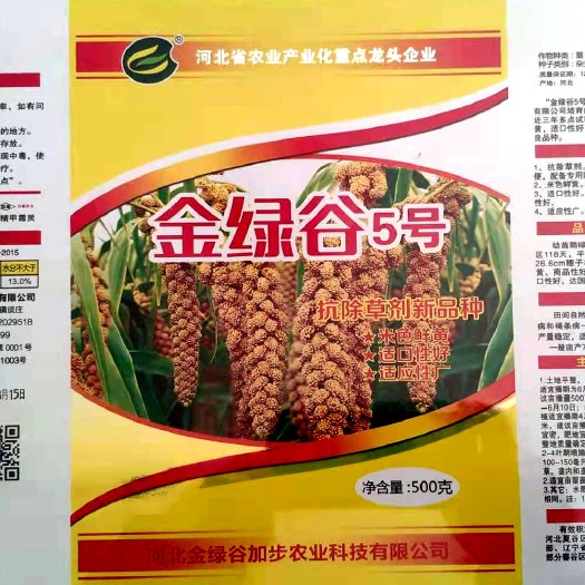 衡水小米种子  高产，抗倒伏，早熟品种！