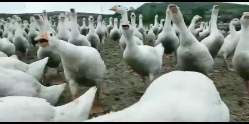 济宁狮头鹅苗  白狮头鹅