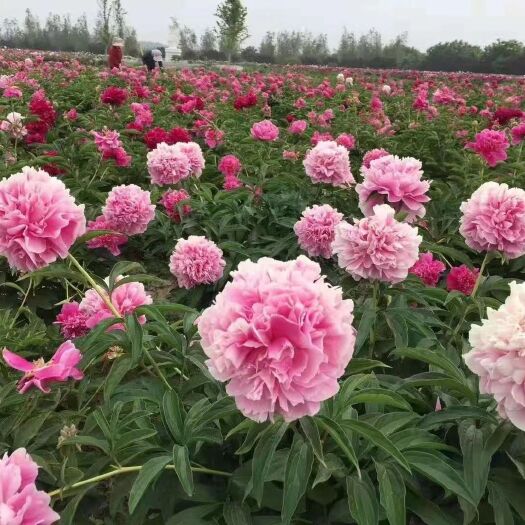菏泽大量供应：观赏牡丹（九大色系）观赏芍药