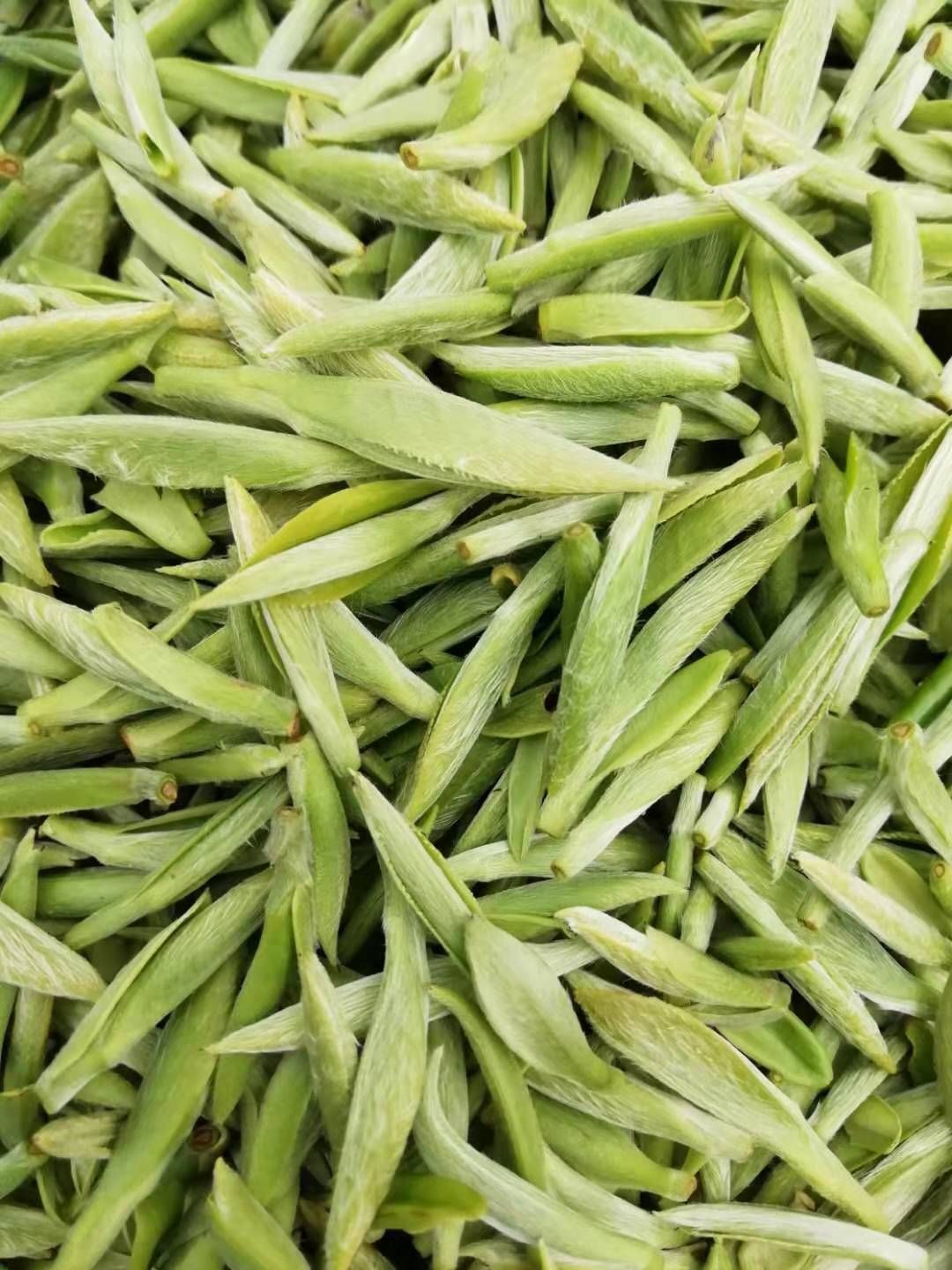 白毫银针 2021新茶上市啦 高山福鼎白茶